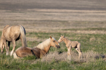 Wild Horses in the Utah Desert in Spring