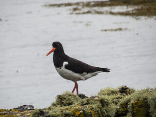 Oystercatcher in Scotland