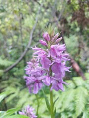 beach, coastline, coast, shore, water, sea, ocean, cliff, mountain, day, sunset, nature, paradise, landscape, tourism, madeira island, portugal, europe, destination, flower
