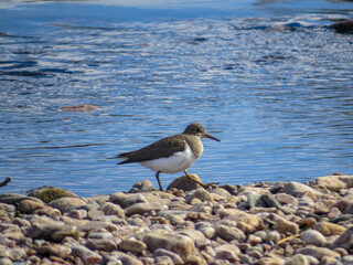 Baird's Sandpiper