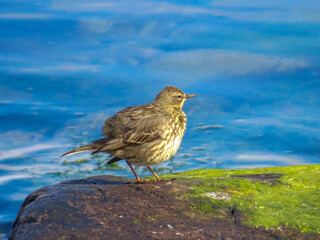 rock pipit