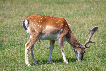 Damhirsch, Damwild beim Äsen im Nordschwarzwald, Kreis Calw, Baden-Württemberg