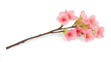 Fototapeta premium Realistic pink cherry blossom branch with delicate petals on white background