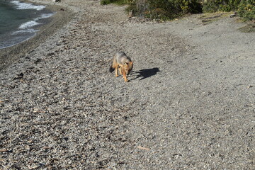fox in the end of the world 