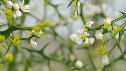 Flower Against A Bright Nature Background. Citrus White Flowers Of Spring Garden Background. Close...