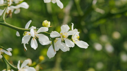 Trifoliate Orange. Citrus Tree. Citrus Flower Chafer. Japanese Bitter Orange. Close up.