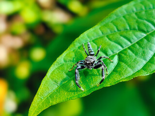 Close-up photo of a small spider on a plant leaf in the front yard of the house