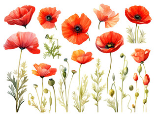 Fantastic beautiful red blooming poppies