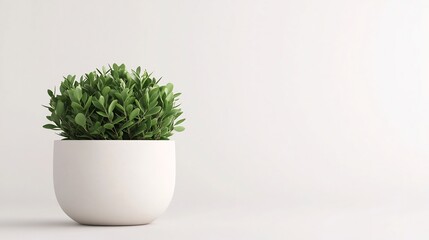 Lush Green Potted Plant on Minimal White Background for Imagery