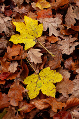 Autumn foliage of oaks and maples forms a beautiful abstract background