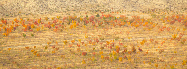 Beautiful view of different trees in autumn.