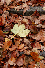 Autumn background. Foliage, falling leaves, oak, maple.