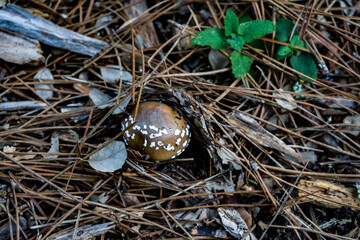 Photo d'un champignon isole de couleur marron pris lors d'une balade en forêt en macro