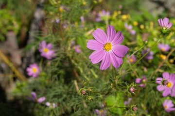 秋に映えるピンクのコスモス