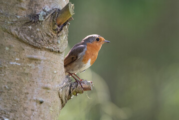 Perched robin