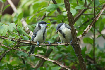 Great tits interacting