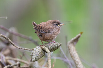 Very young wren