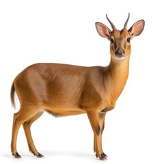 Fototapeta premium Muntjac on white background 