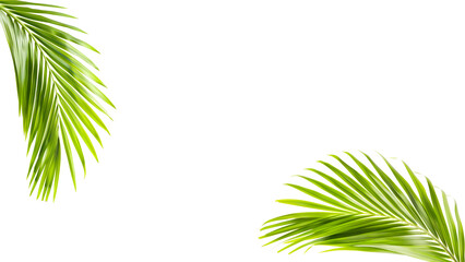 Green palm leaves against white background. Tropical summer travel concept. Palm sunday template,...