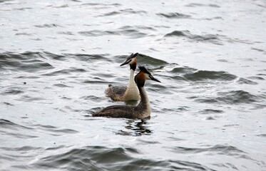 The Great Crested Grebe (Podiceps cristatus).