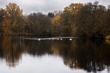 Autumn forest is reflected in a quiet lake. A flock of white swans swim near the forest