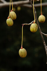 Handkerchief tree (Davidia involucrata) also known as Dove tree, native to China. one fruits on long petioles on a dark green background.