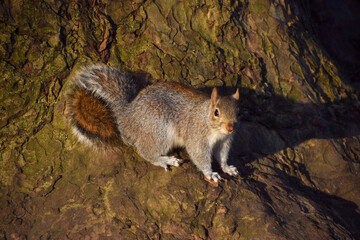 A grey squirrel at the base of a tree in a park in UK
