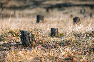 A field of grass with a few tree stumps scattered throughout