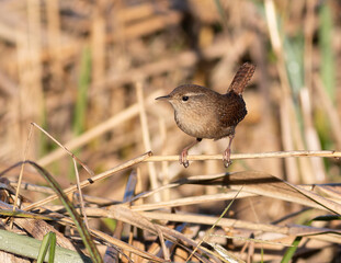 Eurasian wren, Troglodytes troglodytes. On an autumn morning, a bird sits on the stalks of the reeds