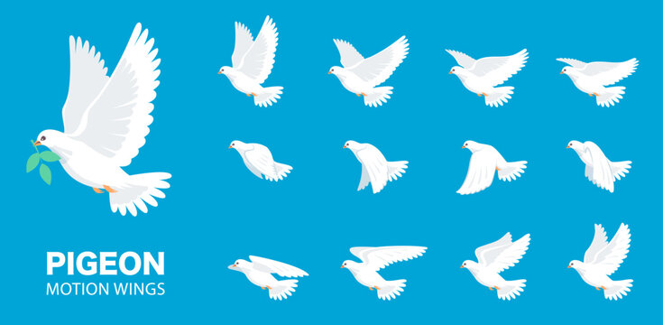 Pigeon animation. Bird motion wings in heaven