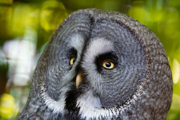 The Great Grey Owl (Strix nebulosa), also called The Great Gray Owl.