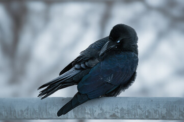 The beauty of black feathers
