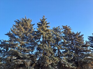 snow covered pine