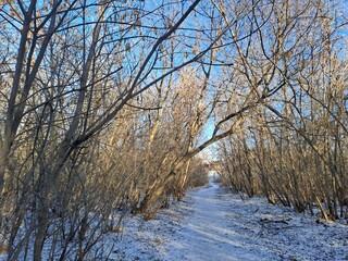 trees in the snow