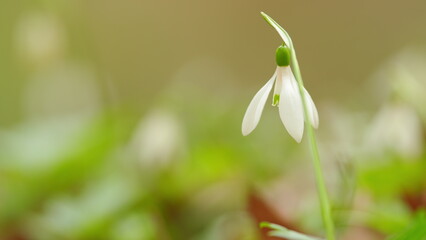 White Snowdrop Flowers. Snowdrops Or Galanthus Nivalis In Bloom. Snowdrop Flowers. Snowdrops Bloom...