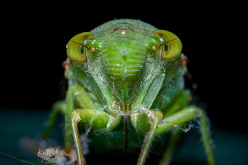 grasshopper
