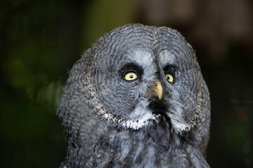 The Great Grey Owl (Strix nebulosa), also called The Great Gray Owl.