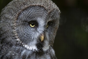 The Great Grey Owl (Strix nebulosa), also called The Great Gray Owl.