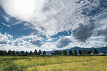 晩夏、初秋の田んぼの風景　滋賀県草津市