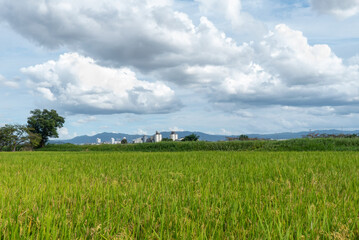 Fototapeta premium 晩夏、初秋の田んぼの風景 滋賀県草津市