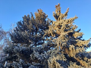 snow covered pine tree