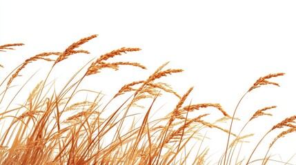 Golden Rice Grains Swaying in the Gentle Wind