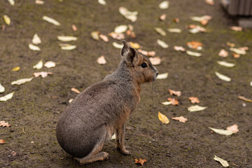 The rodent sits on the ground. Animal life