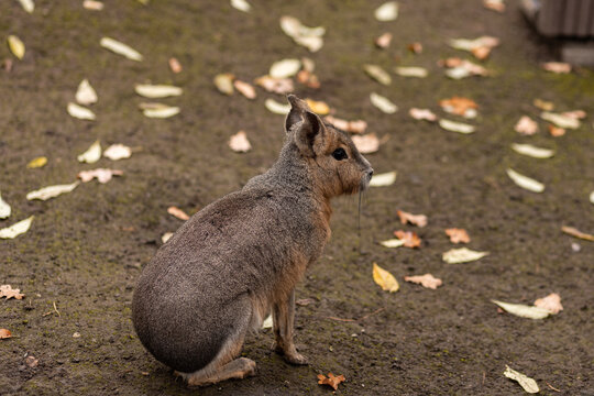 The rodent sits on the ground. Animal life