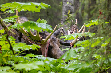 Bull Alaska Yukon Moose in Early Autumn in Aalska