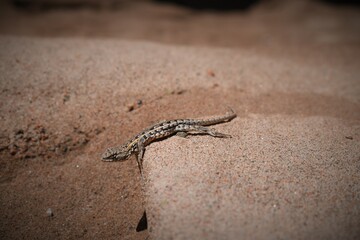 gekko
