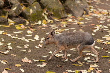 The rodent sits on the ground. Animal life