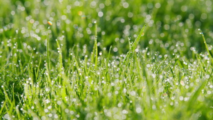 Grass With Dew Drops. Fresh Green Grass With Dew Drops Clips. Vibrant Colors With Shallow Dof And Shiny Water Droplets. Static.