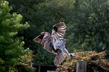 The Great Horned Owl (Bubo virginianus).