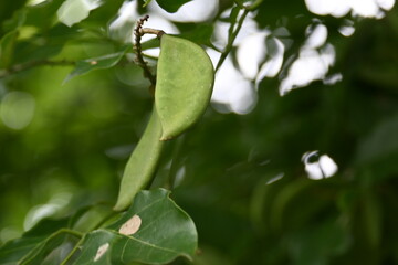 Obraz premium Millettia pinnata fruits. It&nbsp;is a species of tree in the pea family Fabaceae. Its other names Pongamia&nbsp;pinnata, Indian beech&nbsp;and&nbsp;Pongame oiltree. Oil is extracted from its seeds. Ayurvedic medicine.
